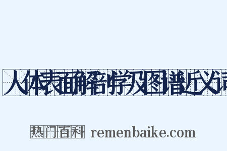 人体表面解剖学及图谱近义词是什么意思的图片